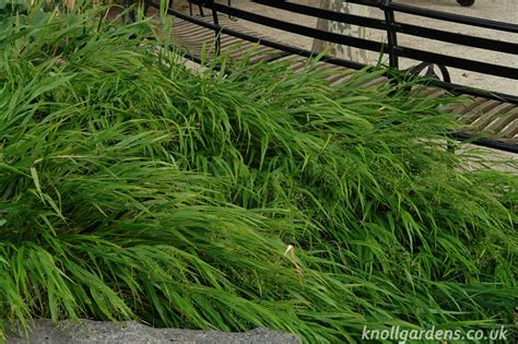 Grasses for Dry Shade – Knoll Gardens | Ornamental Grasses and Flowering Perennials in 2021 ...