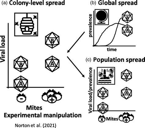 Viral adaptations to vector‐borne transmission can result in complex ...