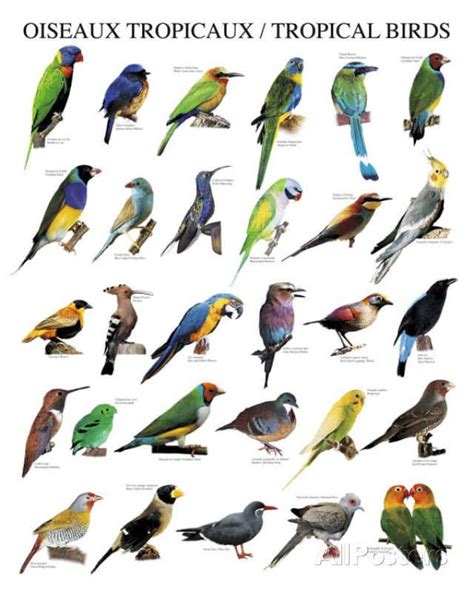 'Tropical Birds' Posters | AllPosters.com | Bird poster, Tropical birds, Bird prints