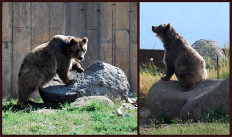 Tendency To Wander: Wild Wild (Mid)West: Montana Grizzly Encounter