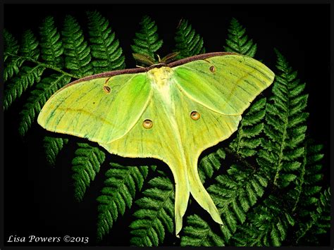 Luna moth Actias luna (Linnaeus, 1758) | Butterflies and Moths of North America