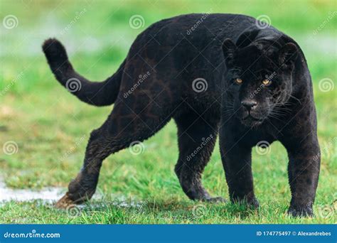 Black Jaguar Panthera Onca Prowling Stock Photography | CartoonDealer ...