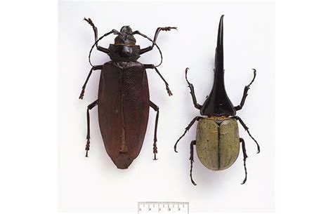 How big can beetles get? | Natural History Museum