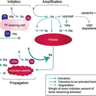 Phases of coagulation. TF, tissue factor; VWF, von Willebrand factor ...