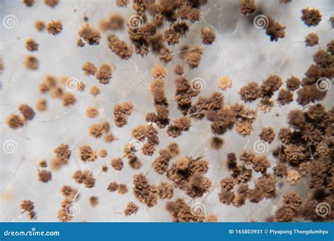 Rhizopus Bread Mold Under the Microscope. Stock Image - Image of micro ...