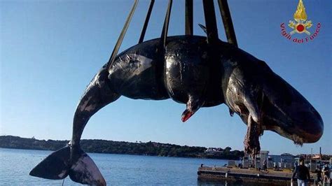 Pregnant whale found dead in Italy with 49 pounds of plastic in stomach ...