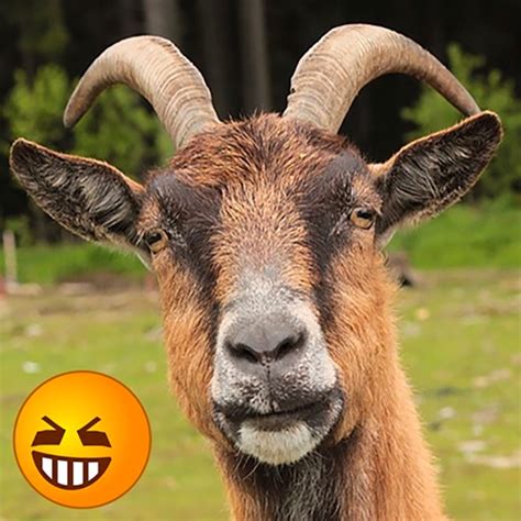 Funny Goat Sounds by Phenomenal Enterprises Limited