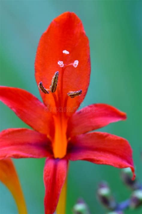 Crocosmia Montbretia Red Anthers Abstract 07 Stock Image - Image of crocosmia, petals: 230771725