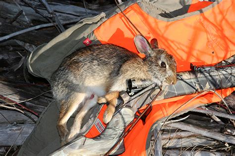 2 Ways To Successful Rabbit Hunting - Game & Fish