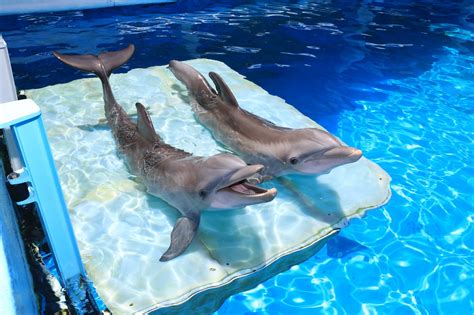 A Winter’s Tail: The Dolphin That Saved Clearwater Marine Aquarium Blooloop