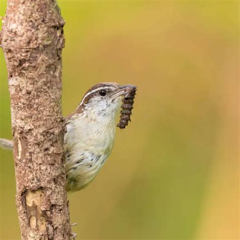 Carolina Wren - Facts, Diet, Habitat & Pictures on Animalia.bio