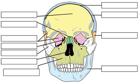 [DIAGRAM] Human Skeleton Diagram Labeling Game - MYDIAGRAM.ONLINE