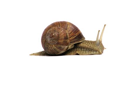 Free Snail PNG Transparent Images, Download Free Snail PNG Transparent Images png images, Free ...