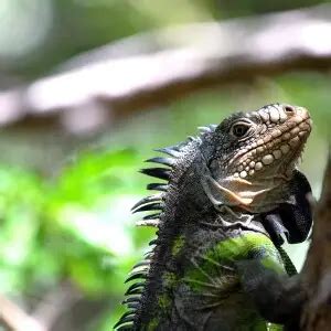 Lesser Antillean iguana - Facts, Diet, Habitat & Pictures on Animalia.bio