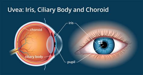 Iris and uvea of the eye - AllAboutVision.com