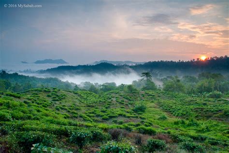 Sabah Tea Garden, the Organic Tea Farm of Borneo | MySabah.com