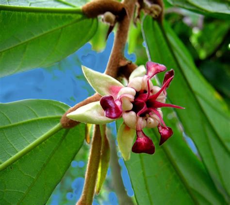 Theobroma cacao grandiflorum flower. | Cocoa plant, Plants, Unusual plants