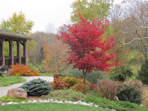 Best Small Trees for Fall Color: Favorites for red, orange, and yellow fall foliage