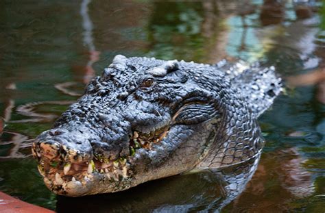 Largest crocodile Cassius went from terrifying predator to dreamy eyed dad | Guinness World Records