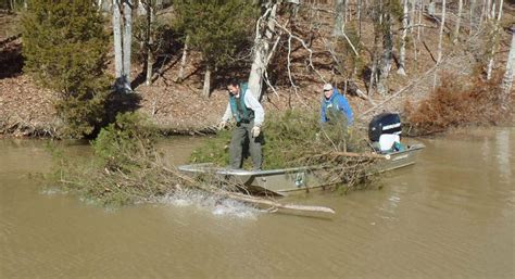 Using Christmas Trees for Habitat Restoration - Geography Realm