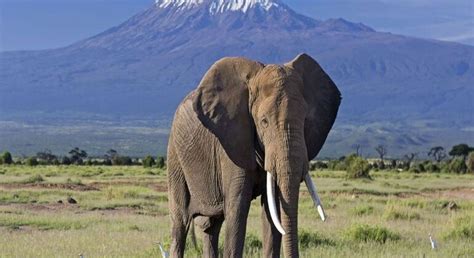 3 Days Amboseli Safari from Nairobi - Masai Mara | FREETOUR.com