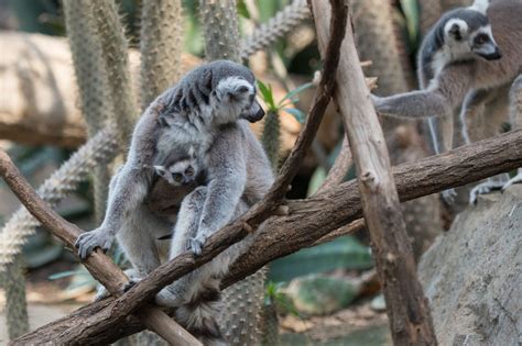 Newborn baby lemurs at Bronx Zoo - Business Insider