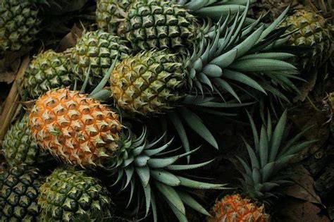 Pineapple Diet Plan for Weight Loss - Herbs Science