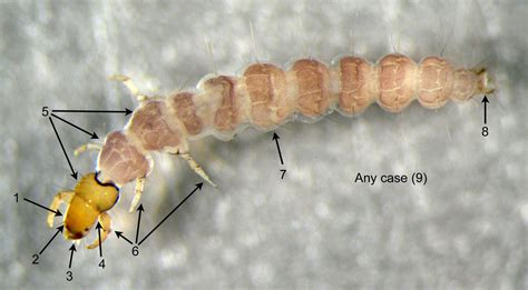 Freshwater Macroinvertebrates in Hong Kong