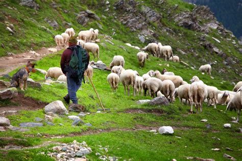 Psalm 23: The Love of the Good Shepherd for His Sheep - FāVS News