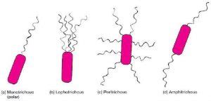 Bacterial Flagella: Structure, importance and examples of flagellated ...