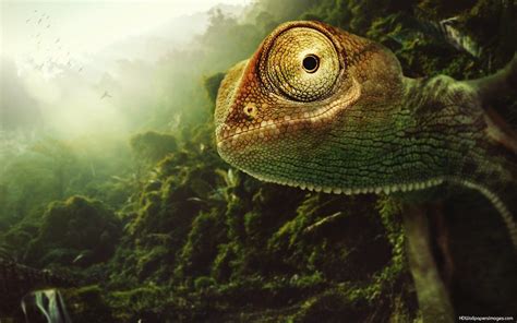 Chameleon Wallpapers - Wallpaper Cave