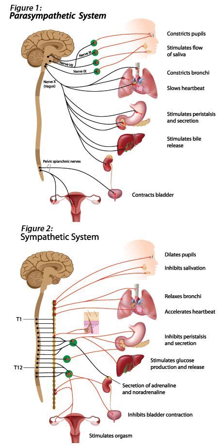 Weathering the Storm - Storming - Paroxysmal Sympathetic Hyperactivity - Rainbow Rehabilitation ...