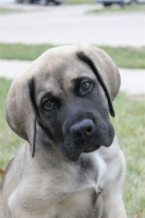 #Mastiff #puppy | Animal magnetism | Pinterest | American mastiff, Dog ...