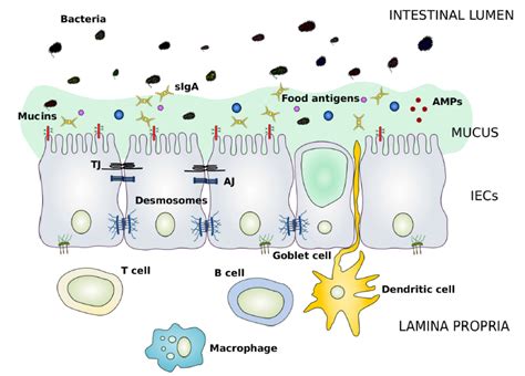 Intestinal barrier: Tight junction – Gastro Mérida