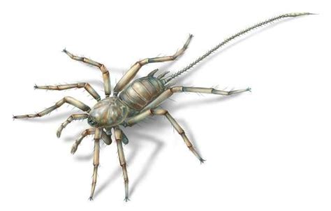 A 100 Million Years Old Spiders With Tails Have Been Discovered In A ...