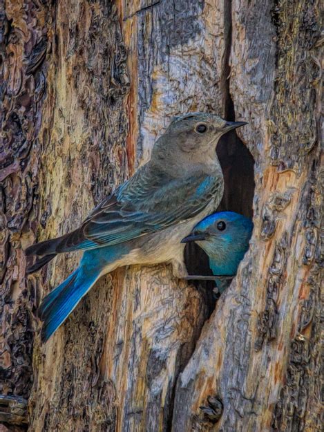 The Story Behind the Photo: Yellowstone – Mountain Bluebird Couple at the Nest | Martin Belan