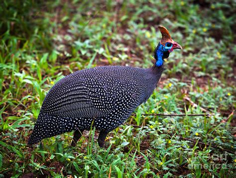 The wild Helmeted Guineafowl in Africa Photograph by Michal Bednarek ...