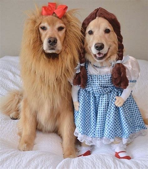 Do you like our costumes? #goldenretriever | Cute dog costumes, Pet ...