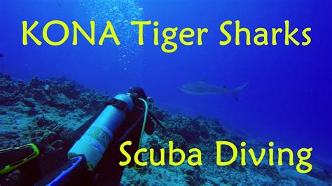 Tiger Sharks Scuba Diving - Kona - Big Island, Hawaii GoPro 4K - YouTube