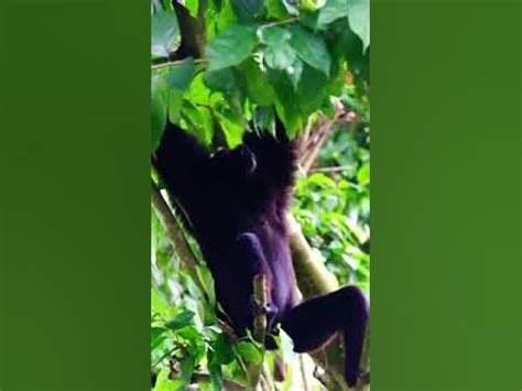 Agile Gibbon's Sound / Mating Call - YouTube