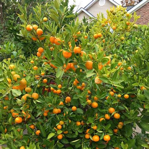 Citrus Calamondin Recipes | Bryont Blog