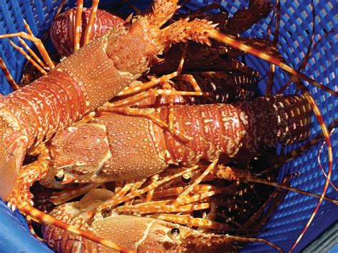 South African Lobster Fishery Facts: Cape Fish’s Ethical Decision