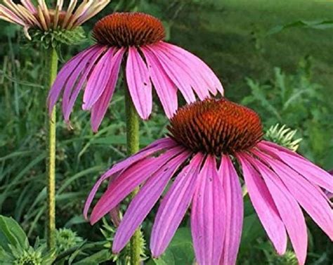 Echinacea Purpurea Seeds, Organic - Etsy