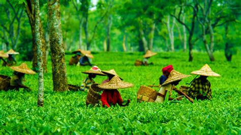 Dispur Tourism | Places to Visit in Dispur | Dispur Assam | Tea estate ...