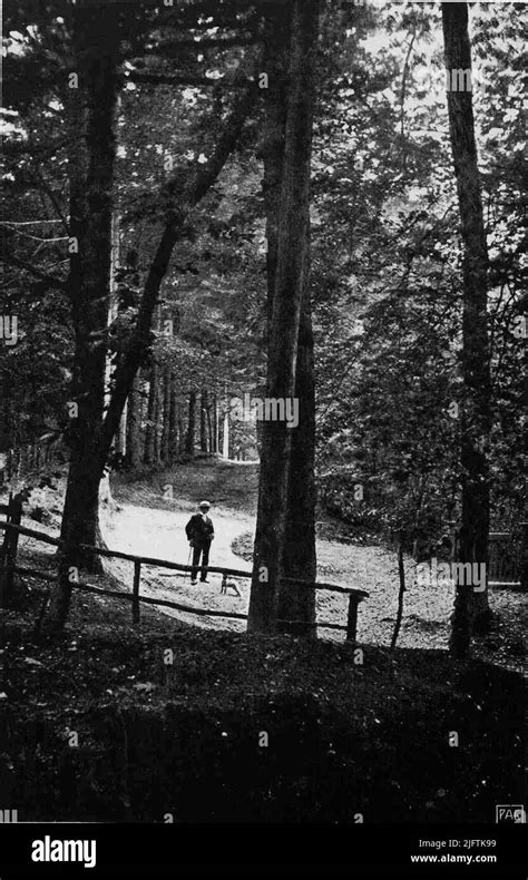 View on forest path in the forest of Dommer with pines and beech Stock ...