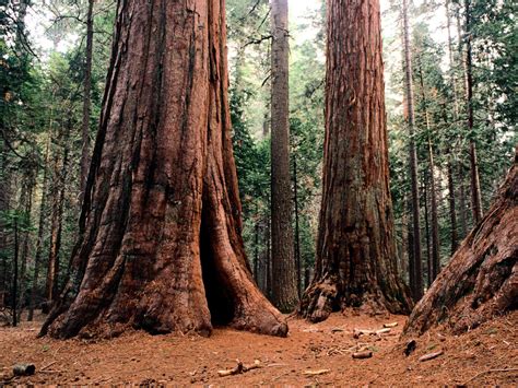 Sequoia Trees - Deborah Johnson