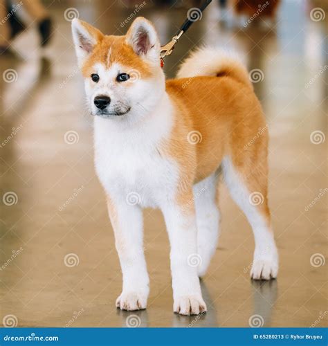 Young White and Red Akita Inu Dog, Puppy Stock Image - Image of akita ...