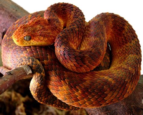 Atheris Hispida Colors