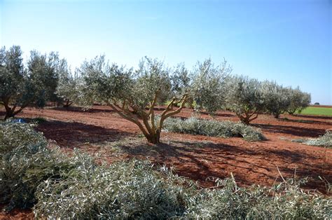 Pruning olive trees: “Without too much wood, the olives will be better and more”