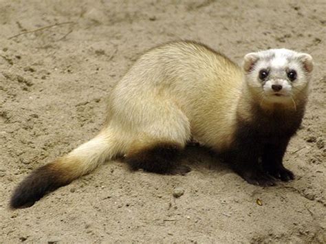 Suzy's Animals of the World Blog: THE STEPPE POLECAT